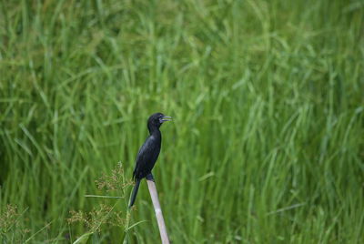 Bird perching on a field