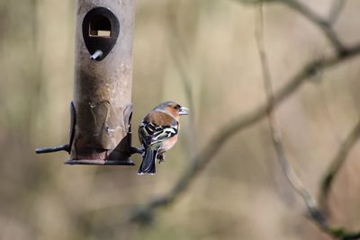 Close-up of bird perching on feeder