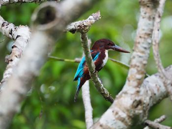 White-throated kingfisher perching on branch