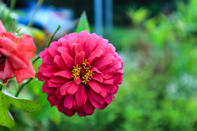 Close-up of pink flowering plant in park