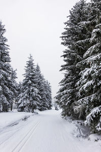 Snow covered road amidst trees against clear sky