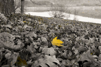 Fallen leaves in pond