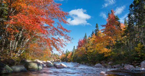 Trees by rocks against sky during autumn