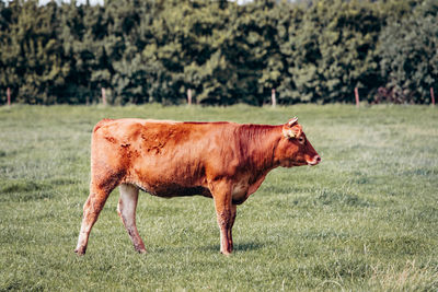 Side view of a cow on field