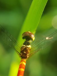 Close-up of insect on leaf