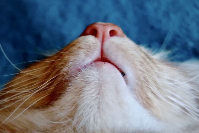 Pink nose and mouth of an orange tabby cat