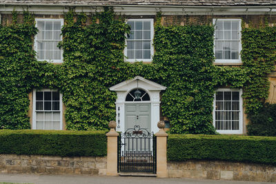 Facade of a traditional house in broadway, cotswolds, uk, covered with ivy.