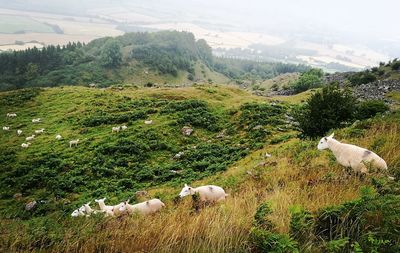 High angle view of sheep herd grazing on mountain