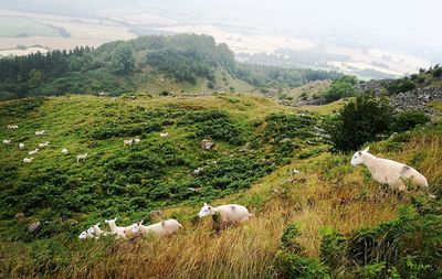 Scenic view of grassy field