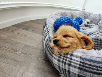 Close-up of a dog relaxing at home