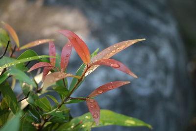 Close-up of wet plant