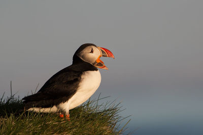 Close-up of puffin perching on grassy field