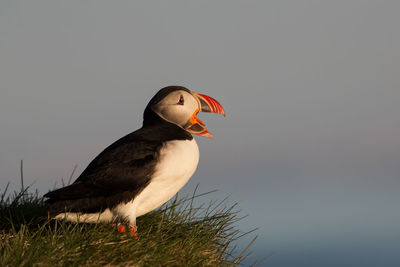 Low angle view of bird perching against clear sky