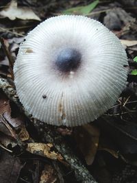 Close-up of mushroom growing on field