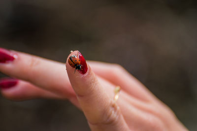 Cropped image of hand holding ladybug