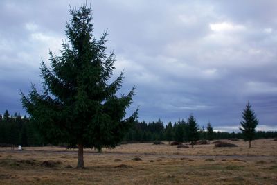 Trees on landscape against sky