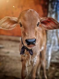 Close-up portrait of cow