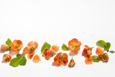 Close-up of fruits against white background