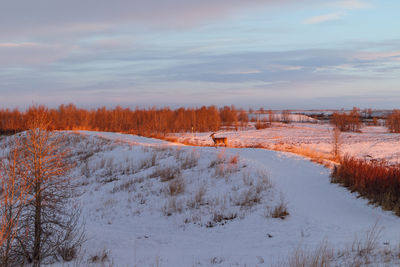 A deer sauntering through a wintry landscape at dawn