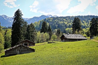 Houses on grassy field by trees