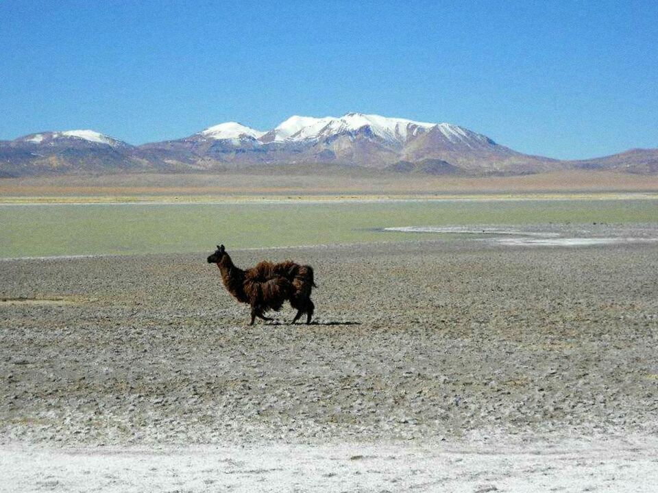 mountain, nature, animal themes, landscape, domestic animals, mammal, scenics, beauty in nature, tranquility, desert, tranquil scene, mountain range, sand, livestock, day, outdoors, snow, sky, no people, arid climate, cold temperature, sand dune