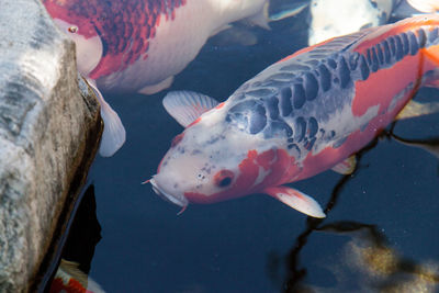 High angle view of koi carps swimming in pond