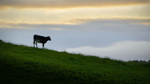 Horse standing in a field