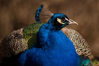 Close-up of peacock