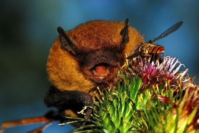 Close-up of bee pollinating on flower