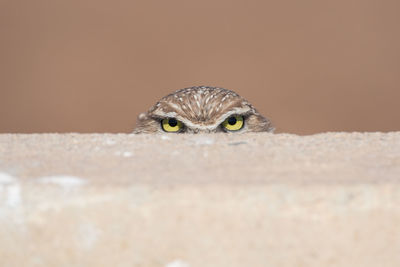 Owl peeking from behind a wall