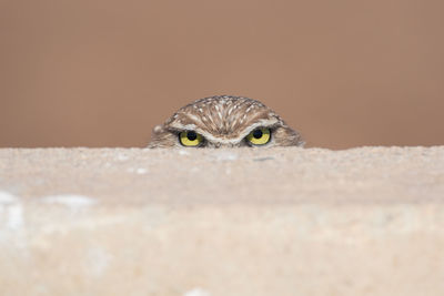 Close-up of lizard