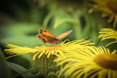 Close-up of butterfly perching on flower