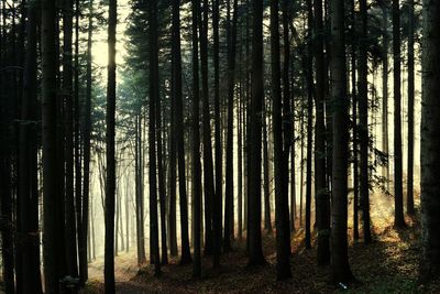 Trees in forest