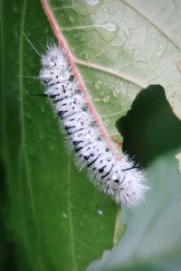 Close-up of insect on leaf