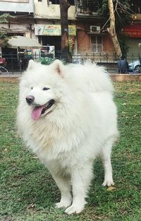 White dog on grass