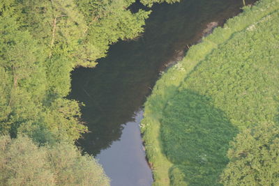 High angle view of river amidst trees