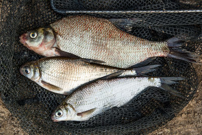 High angle view of fish for sale