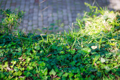 Close-up of fresh green grass