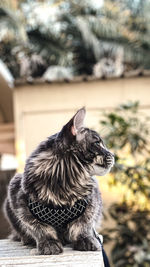 Close-up of a cat looking away