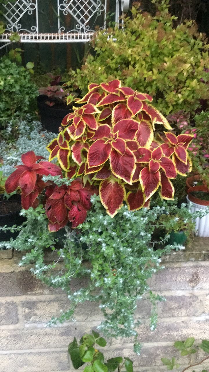 CLOSE-UP OF RED FLOWERING PLANT AGAINST WALL