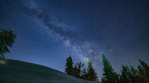 Low angle view of trees against sky at night