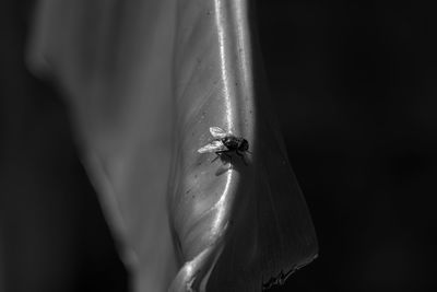 Close-up of insect on flower