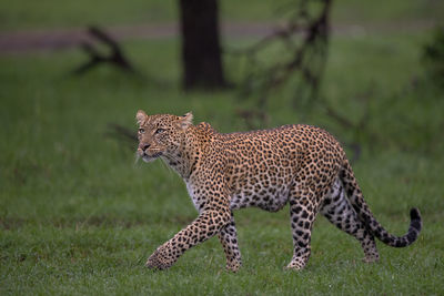 Full length of a cat