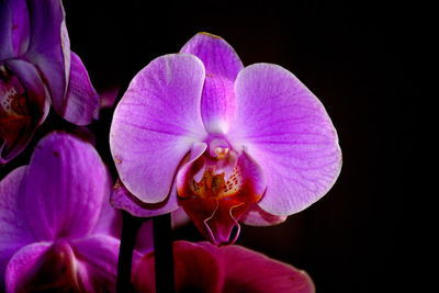 Close-up of pink orchids against black background