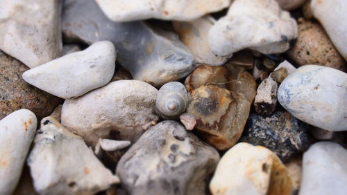 High angle view of seashell and rocks on field