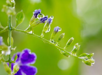 Close-up of purple flowers