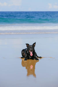 Dog sitting on the beach tongue out