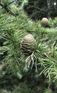 Close-up of pine cone on tree