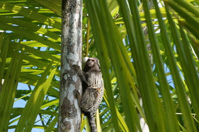 Monkey sitting in a forest