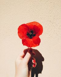 Close-up of hand holding poppy